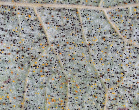 Phyllactinia_ guttata Phyllactinia guttata ( Wallroth 1819 ) Léveillé Wirt: Corylus avellana - Haselnuss Bemerkungen: Phyllactinia guttata besitzt ein relativ breites Wirtsspekturm....